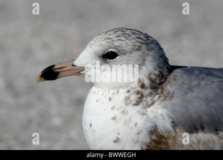 L'anello fatturati Gull Larus delawarensis Foto Stock