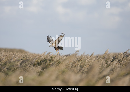 Falco di palude (Circus aeruginosus) femmina adulta, in volo su habitat reedbed, Norfolk, Inghilterra Foto Stock