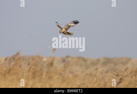 Falco di palude (Circus aeruginosus) maschio adulto, in volo su habitat reedbed, Norfolk, Inghilterra Foto Stock