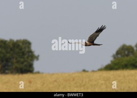 Falco di palude (Circus aeruginosus) maschio adulto, in volo, caccia oltre il campo di cereali, Marocco, aprile Foto Stock