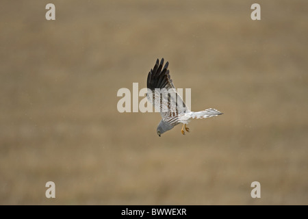 Montagu's Harrier (Circus pygargus) maschio adulto, in volo, caccia, Spagna Foto Stock