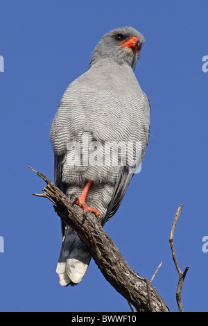 Dark canto-astore (Melierax metabates) adulto, appollaiato sul ramo, Sabi Sands Game Reserve, Sud Africa Foto Stock