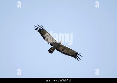 African Harrier-hawk (Polyboroides typus) adulto, in volo, Gambia, dicembre Foto Stock