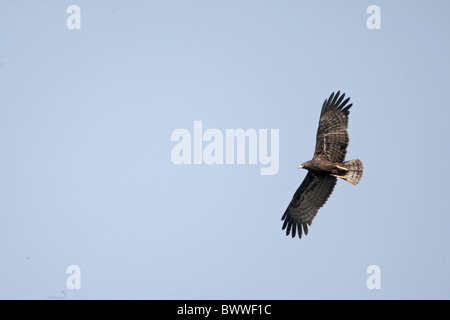 African Harrier-hawk (Polyboroides typus), immaturi in volo, Gambia, dicembre Foto Stock