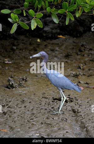 Piccolo airone cenerino (Egretta caerulea) adulto, caccia lungo il bordo della diga, Everglades N.P., Florida, U.S.A., febbraio Foto Stock