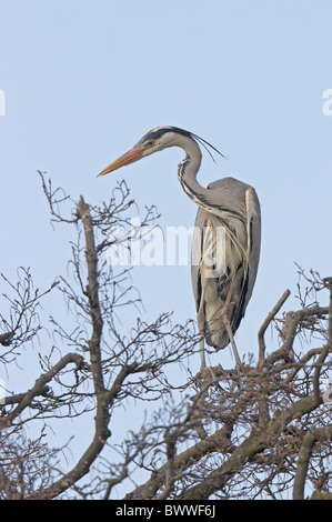 Airone cinerino (Ardea cinerea) adulto, in piedi nella struttura ad albero, Warwickshire, Inghilterra, molla Foto Stock