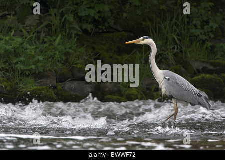 Airone cinerino (Ardea cinerea) adulto, la pesca in fiume, il fiume Whiteadder, frontiere, Scozia, estate Foto Stock
