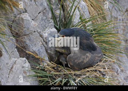 Nitticora (Nycticorax nyctocorax) adulto, seduta sul nido con i giovani nelle isole Falkland Foto Stock