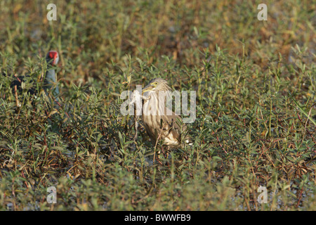 Stagno di Indiano-heron (Ardeola grayii) adulto, alimentazione su rana, in zona umida, Goa, India, novembre Foto Stock