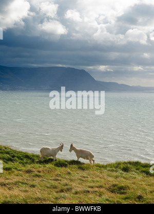 Wild capre Kashmir (originariamente acquisita dal Queen Victoria) sul Great Orme, il Galles del Nord. La mandria è 200 forte. Foto Stock