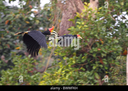 Rhinoceros Hornbill (Buceros rhinoceros borneoensis) adulto e immaturi, in volo, Sepilok, Sabah Borneo, Malaysia, marzo Foto Stock