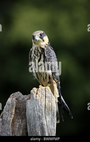 Eurasian Hobby (Falco Subbuteo®) adulto, appollaiato sul moncone, Germania Foto Stock