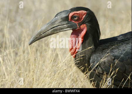 Massa meridionale Hornbill (Bucorvus leadbeateri) adulto, close-up di testa, Kruger N.P., Mpumalanga, Sud Africa Foto Stock