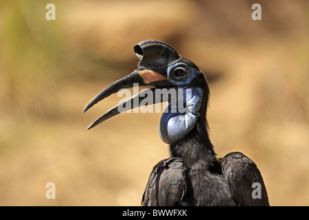 Massa abissino Hornbill (Bucorvus abyssinicus) femmina adulta, becco open, close-up di testa Foto Stock