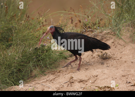 Northern calvo Ibis (Geronticus eremita) adulto, camminando sulla terra sabbiosa, Marocco, può Foto Stock