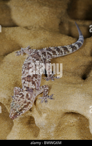 Hemidactylus turcicus gecko gecko di rettili gechi rettile rettili lucertola lucertole animali animali europa fauna europea natura Foto Stock