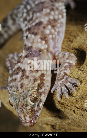 Hemidactylus turcicus gecko gecko di rettili gechi rettile rettili lucertola lucertole animali animali europa fauna europea natura Foto Stock