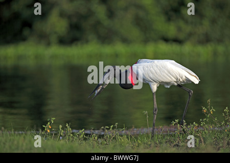 Jabiru Aeroporto (Jabiru Aeroporto mycteria) adulto, alimentando sul pesce, Pantanal, Mato Grosso, Brasile Foto Stock