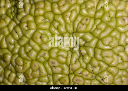 Osage Orange (Maclura pomifera) Close up di frutta - Arizona - USA - nativo di Texas Arkansas e Oklahoma Foto Stock