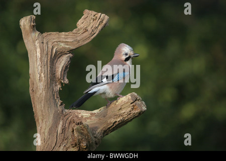 Eurasian Jay (Garrulus glandarius) capretti, appollaiato su albero morto ramo, Leicestershire, Inghilterra, febbraio Foto Stock