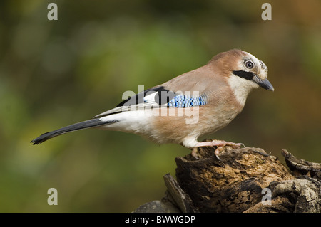 Eurasian Jay (Garrulus glandarius) adulto, appollaiato sul moncone, Sussex, Inghilterra Foto Stock
