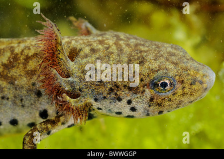 Anfibi di acqua dolce, Mesotriton alpestris tritone crestato ritratto vertebrati neotenism newt tritoni anfibi anfibi animali animali Foto Stock