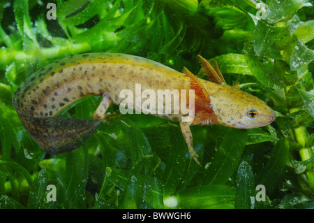 Mesotriton alpestris tritone crestato neotenic giovani newt anfibio tritoni anfibi anfibi animali animali europa fauna europea Foto Stock