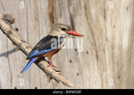 A testa grigia Kingfisher (Halcyon leucocephala) maschio adulto, appollaiato sul ramo, Samburu, Kenya Foto Stock