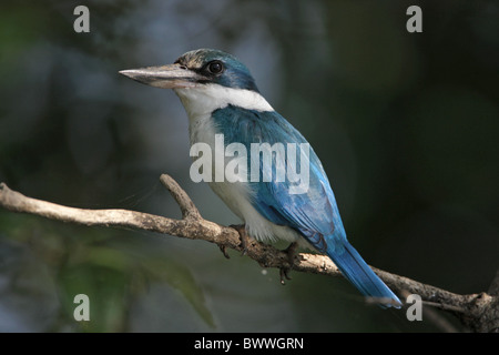 Collare (Kingfisher Todirhamphus chloris) adulto, arroccato di mangrovie, Fiume Zuari, Goa, India, novembre Foto Stock