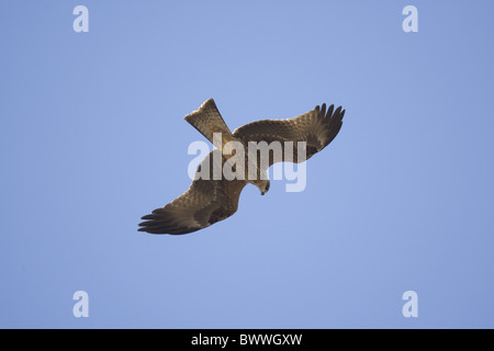 Nibbio bruno (Milvus migrans) capretti, migrante, in volo, Tarifa, Andalusia, Spagna Foto Stock