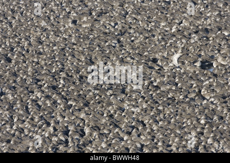 Nodo (Calidris canutus) gregge, alta marea posatoio, Snettisham, Norfolk, Inghilterra Foto Stock