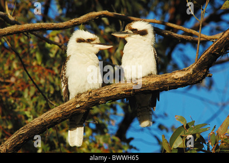 Ridendo Kookaburra (Dacelo novaeguineae) Coppia adulta, appollaiato sul ramo, Eungella N.P., Queensland, Australia, agosto Foto Stock