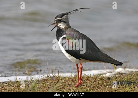 Pavoncella (Vanellus vanellus) maschio adulto, chiamando, permanente al bordo del lago, Norfolk, Inghilterra Foto Stock