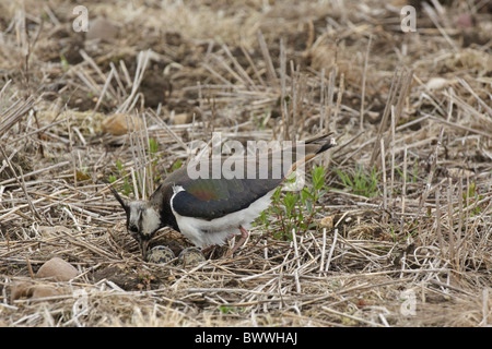 Pavoncella (Vanellus vanellus) femmina adulta, girando le uova nel nido, Warwickshire, Inghilterra, giugno Foto Stock