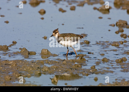 Pavoncella (Vanellus vanellus) capretti, guadare in acque poco profonde, MInsmere RSPB Riserva, Suffolk, Inghilterra, giugno Foto Stock