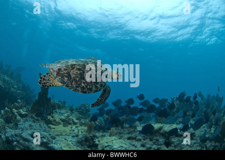 Tartaruga embricata (Eretmochelys imbricata) adulto, nuoto con pesce scuola, melassa Reef, Key Largo, Florida Keys, Florida,