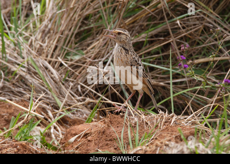 Rosso-winged Lark (Mirafra hypermetra) adulto, cantando in piedi sul suolo, Nairobi N.P., Kenya, ottobre Foto Stock