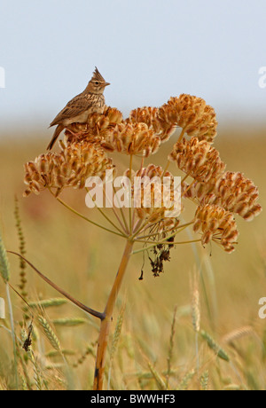 Crested Lark (Galerida cristata kleinschmidti) adulto, appollaiato su seedhead Sidi Bettache, Marocco, aprile Foto Stock