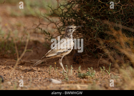 Maggiore Upupa-lark (Alaemon alaudipes alaudipes) adulto, in piedi sul suolo, Marocco, aprile Foto Stock