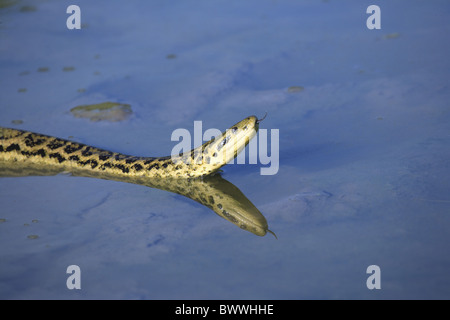 Im Wasser - in acqua schwimmend - nuoto zuengelnd - Utilizzare la linguetta anacondas anaconda serpenti serpente rettile rettili predator Foto Stock