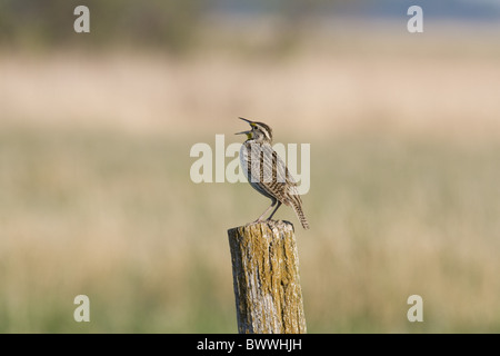 Western Meadowlark (Sturnella neglecta) adulto, cantando, appollaiato sul palo da recinzione in pascolo, North Dakota, U.S.A. Foto Stock