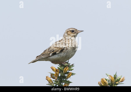 (Woodlark Lullula arborea) adulto, arroccato su di ginestre, Hampshire, Inghilterra Foto Stock