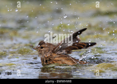 Eurasian Linnet (Carduelis cannabina) immaturo, bagni alle alghe coperto pond, Norfolk, Inghilterra, settembre Foto Stock