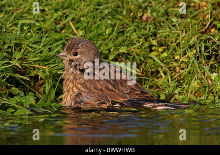 Eurasian Linnet (Carduelis cannabina) immatura e balneazione in stagno, Norfolk, Inghilterra, ottobre Foto Stock