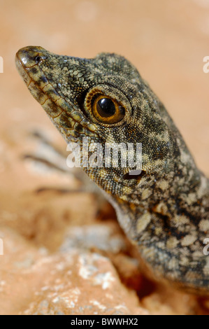 Pristurus insignoides gecko endemica Socotra Yemen rettili vertebrati animali animale rettile rettili lucertola lucertole gecko Foto Stock