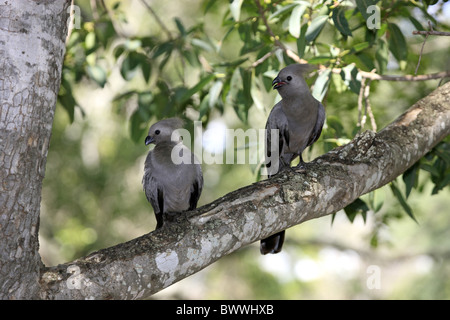 Grigio Go-away-bird (Corythaixoides concolor) due adulti, chiamando, appollaiato sul ramo, Kruger N.P., Sud Africa Foto Stock