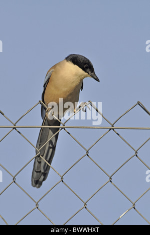 Azzurro-winged Gazza (Cyanopica cyana) adulto, appollaiato sulla recinzione ad anelli, Monfrague, Estremadura, Spagna, aprile Foto Stock