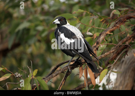 Australasian Gazza (Gymnorhina tibicen) adulto, appollaiato sul ramo, Australia Foto Stock