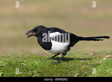 Gazza comune (Pica pica) immaturo, alimentando il wasp, Norfolk, Inghilterra, settembre Foto Stock