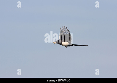 Gazza comune (Pica pica) adulto, in volo, tornando ai pulcini con il cibo nel becco, Suffolk, Inghilterra, giugno Foto Stock